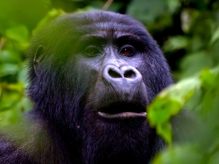 3-days-uganda-gorilla-tour