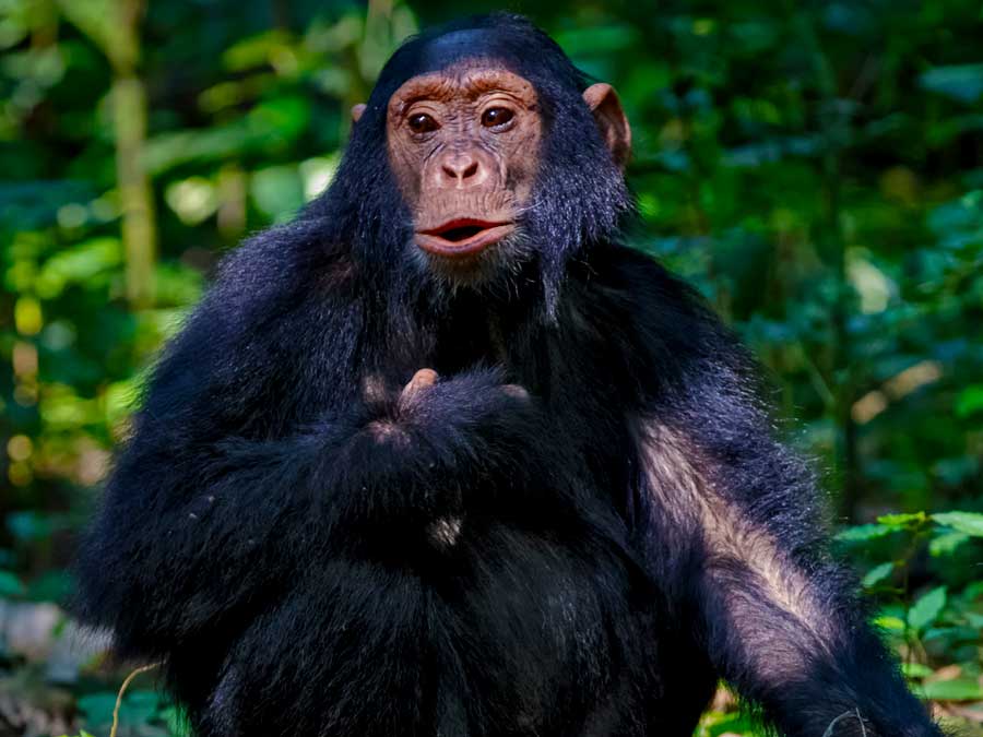 chimpanzee-tracking-in-kibale-forest-national-park