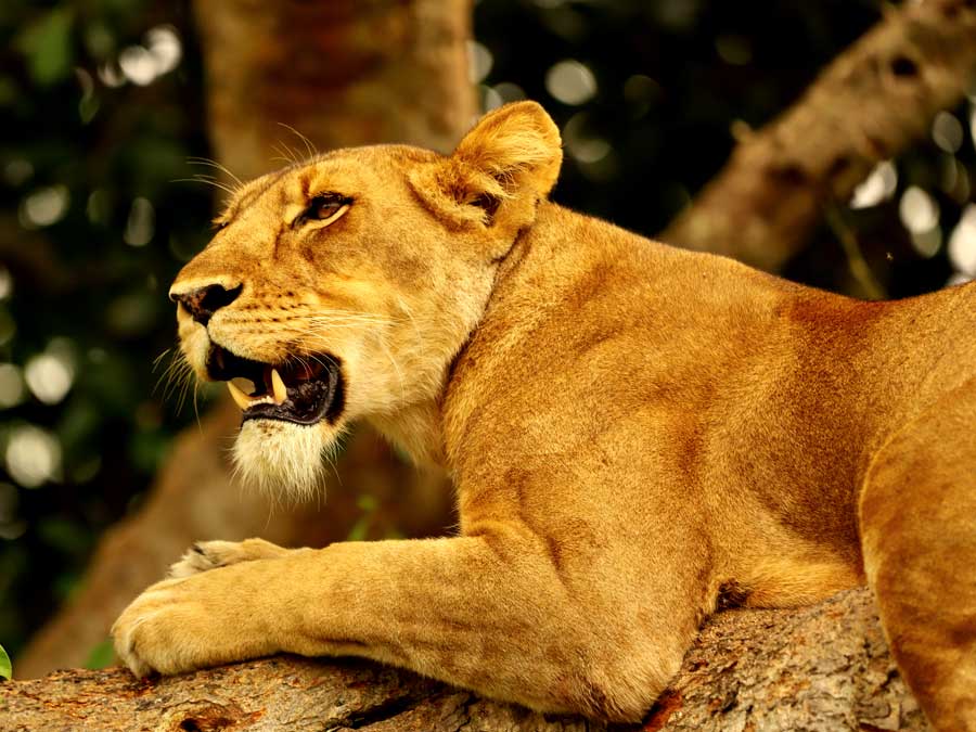 tree-climbing-lion-in-queen-elizabeth-national-park