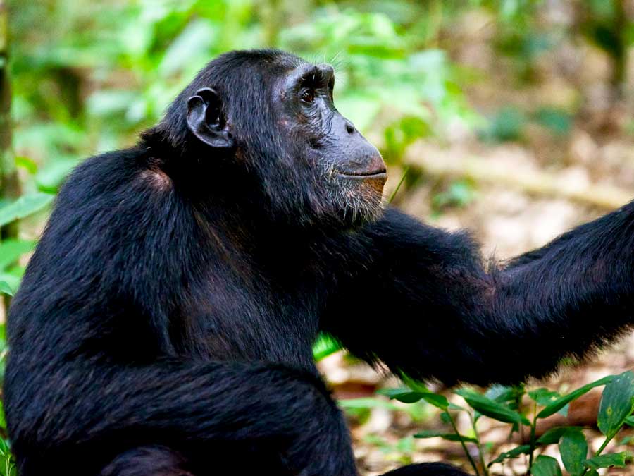 3-days-kibale-chimpanzee-tour