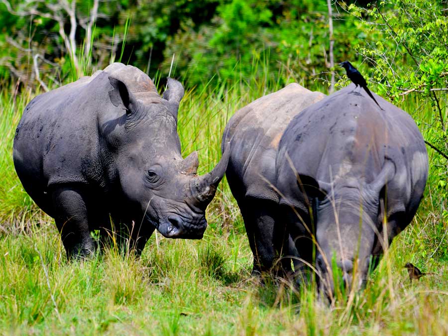 4-days-murchison-falls-rhino-tracking-tour